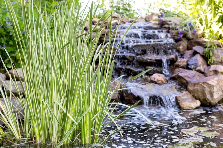 Complete Guide to Garden Pond Plants