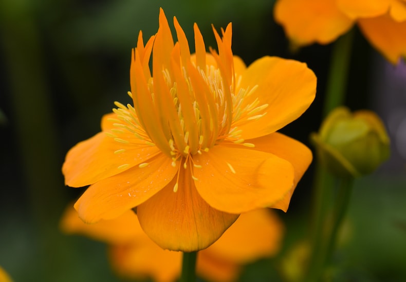 trollius chinensis 'golden petal''