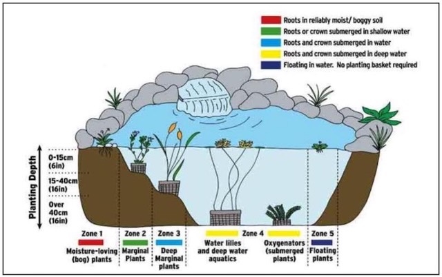 pond planting zones