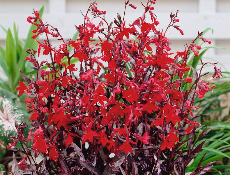 Red lobelia aquatic flower