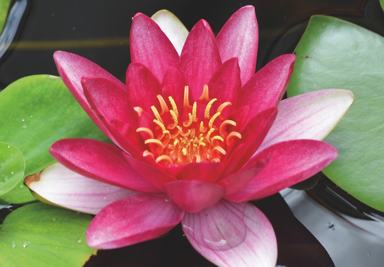 Red water lily