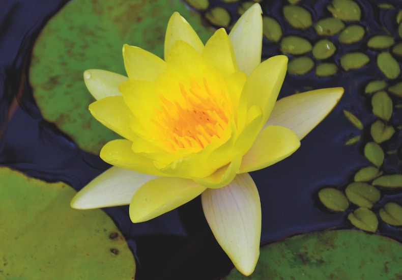 Yellow water lily