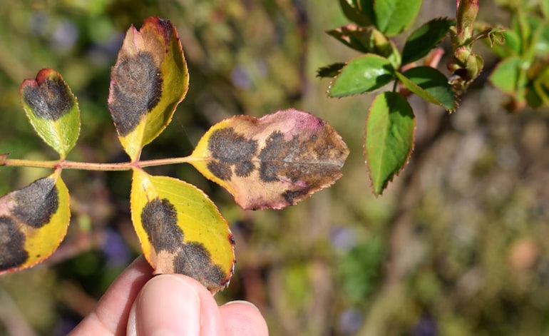 hand holding a plant with leaf spot
