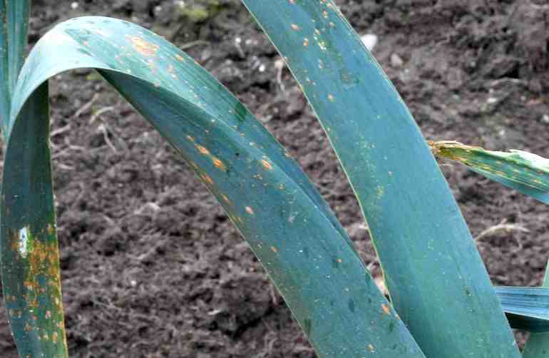 significant sign of leek rust on a plant