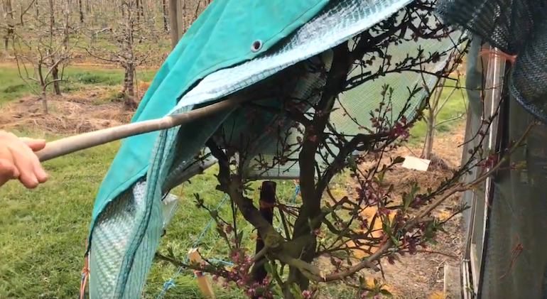 peach tree covered with tarp for protection