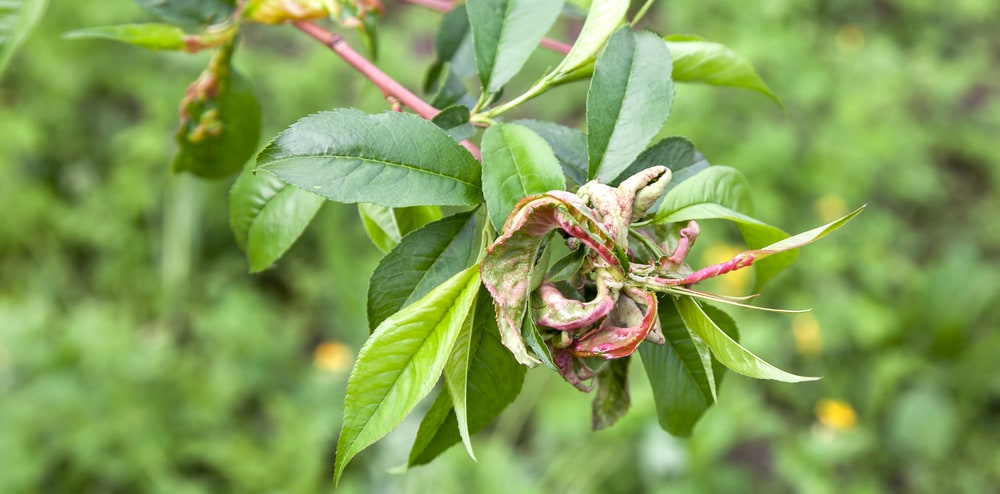 leaf with peach leaf curl