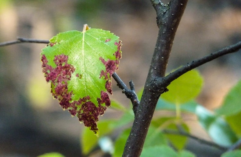 leaf from an apple tree with obvious sign of apple scab