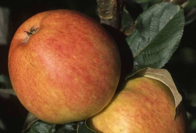 Closeup of two red apples