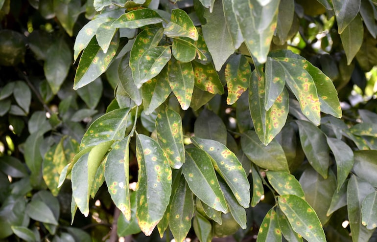 tree with yellow and brown spots showing sign of infection