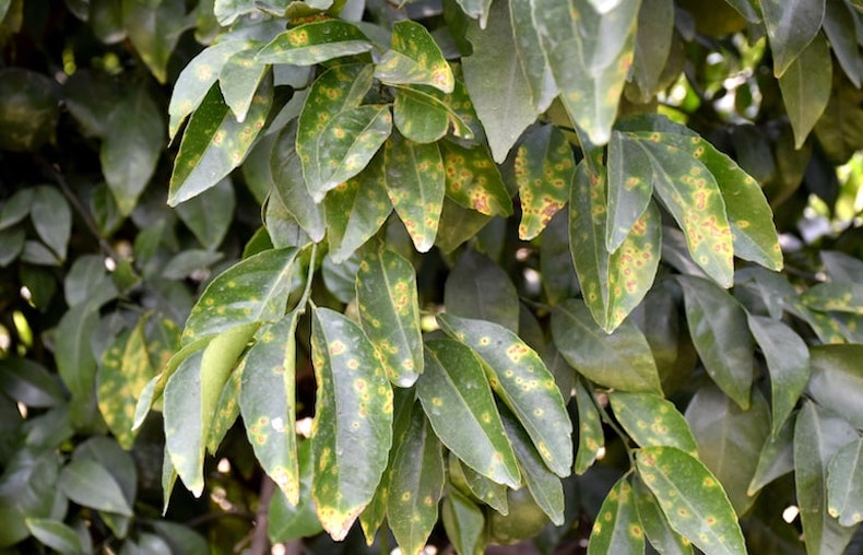 tree with yellow and brown spots showing sign of infection