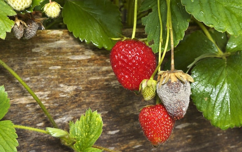 Obvious sign of botrytis on strawberries