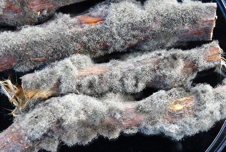 Grey mould on a fig branch caused by botrytis