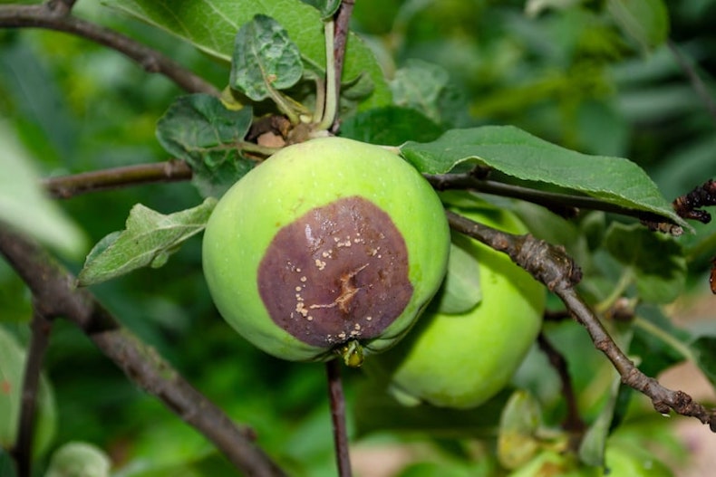 apple covered with a dark brown ring from brown rot