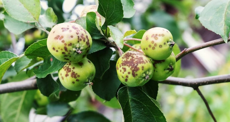 apple covered in brown rot spots