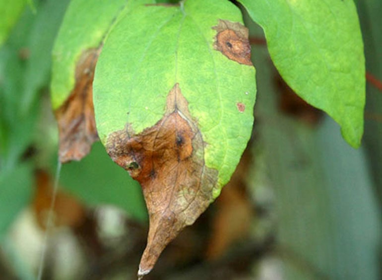 Leaf spot caused by Calophoma clematidina