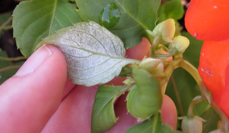 hand showing leaf affected by downy mildew