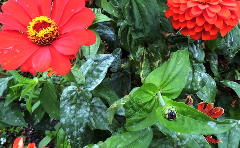 zinnia with white spots signalling fungal disease