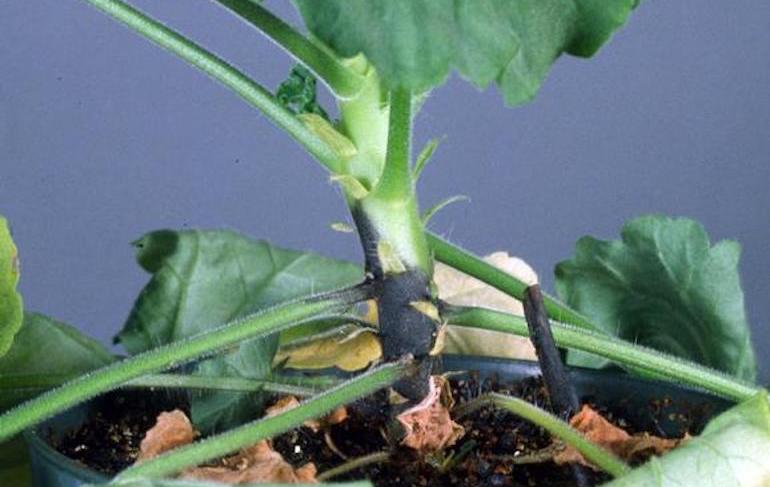 plant severely affected by geranium blackleg