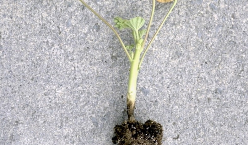 Stem discolouration signalling a plant affected by geranium blackleg