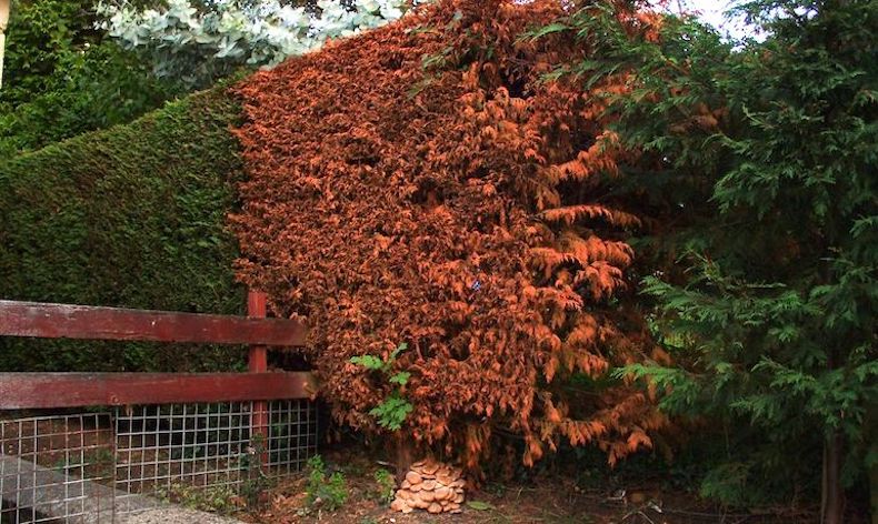 hedge affected by honey fungus damage