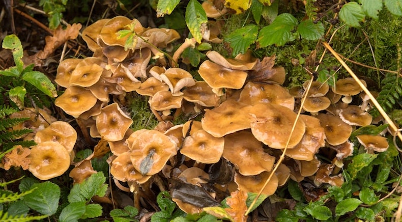 fungi of honey fungus