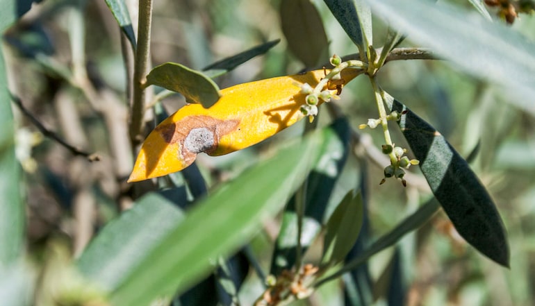 olive leaf affected by Xylella fastidiosa