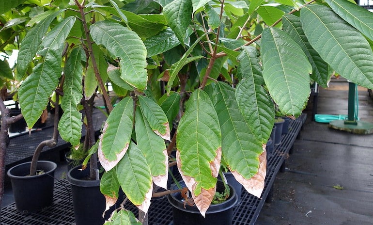 cacoa plant affected by leaf scorch