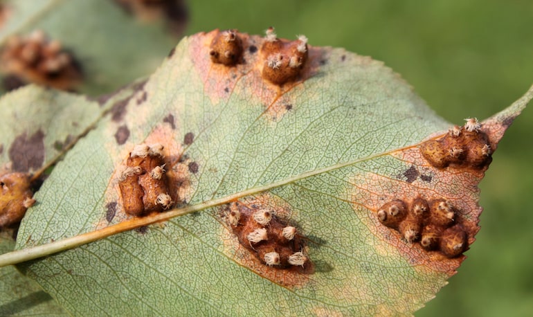 fruiting bodies of pear rust infestation
