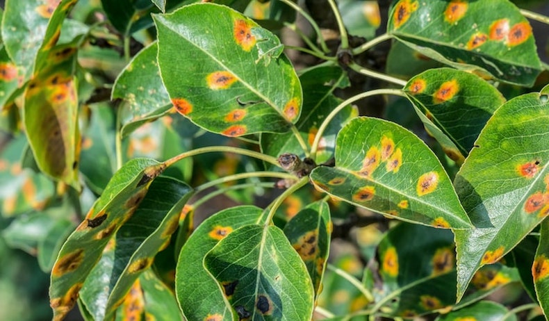 leaves infected with pear rust