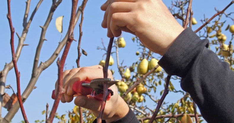 hands pruning a pear tree