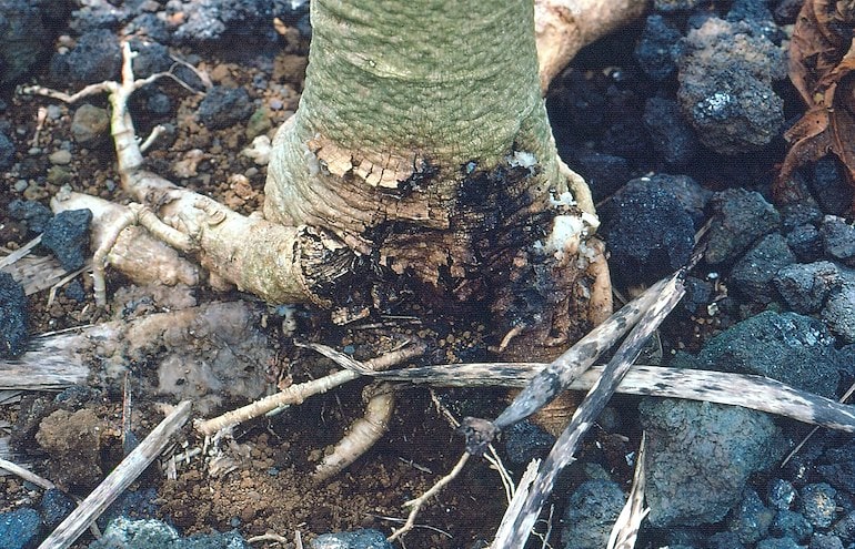 phytophthora root rot on a tree