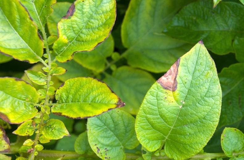 first signs of potato blight on infected leaves