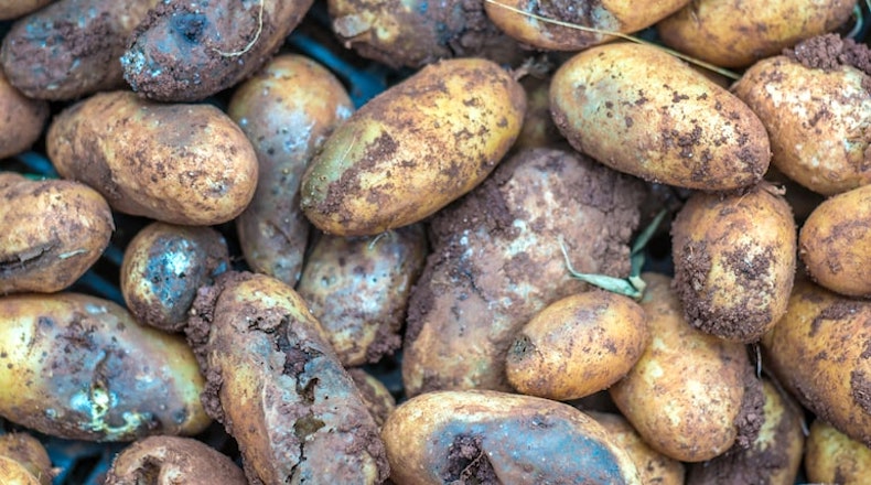 potato with obvious signs of blight