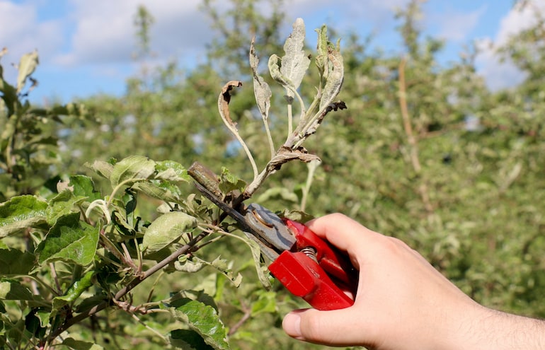 mechanical removal of plant affected by powdery mildew