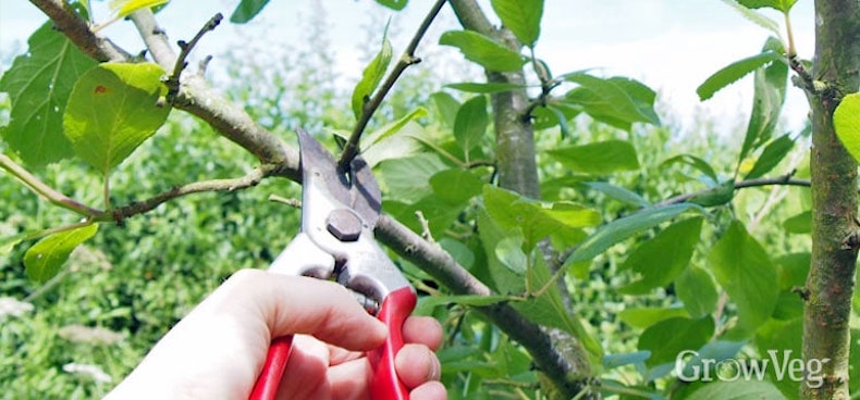 hand pruning plum tree