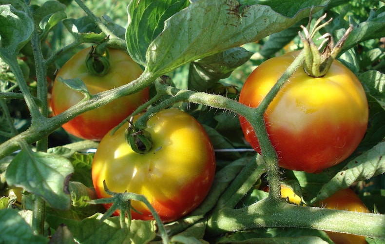 greenback on tomatoes on a vine