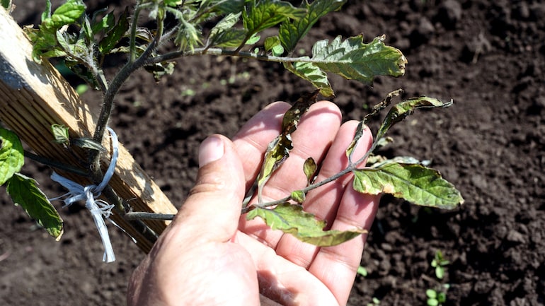 hand holding tomato leaf curl that has wind damage