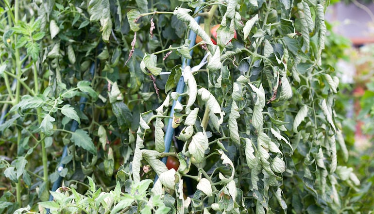 photo of tomato plant with severe leaf curl