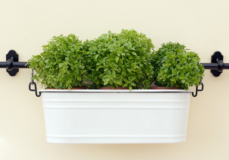 Basil growing in wall-mounted white container