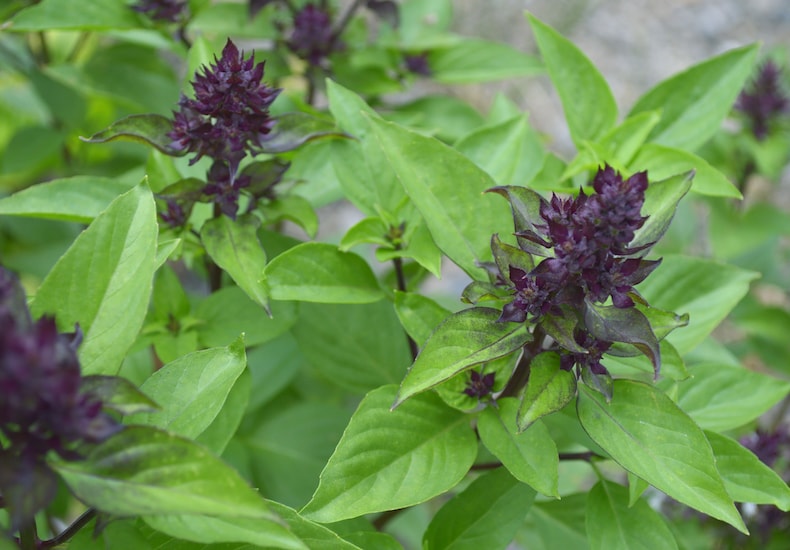 Basil with purple flowers and green leaves