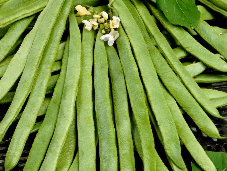 Runner Bean 'White Emergo' - Organic Seeds from Thompson & Morgan