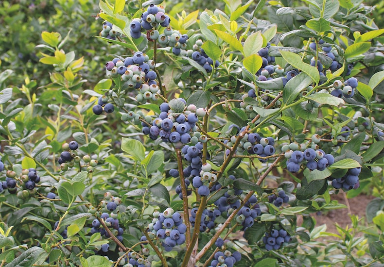 Blueberry bush full of berries