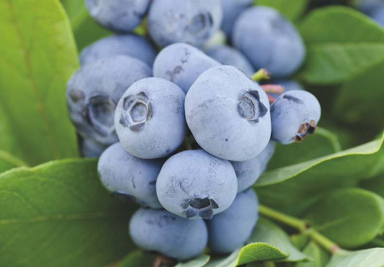 Closeup of blueberry cluster