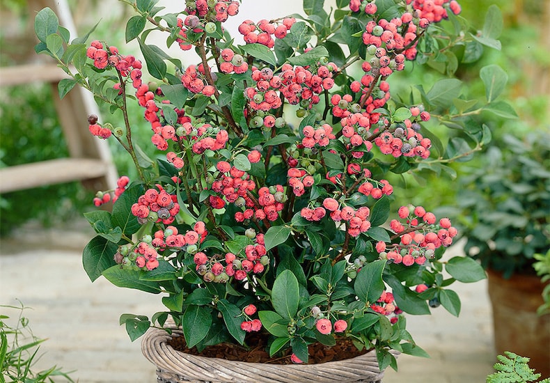 Pink blueberries in container