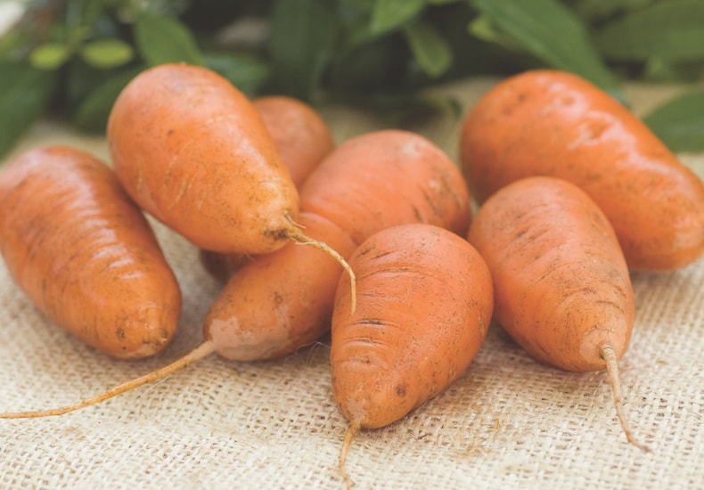 Short variety of carrot 'Caracas' - Kew Collection Seeds from Thompson & Morgan