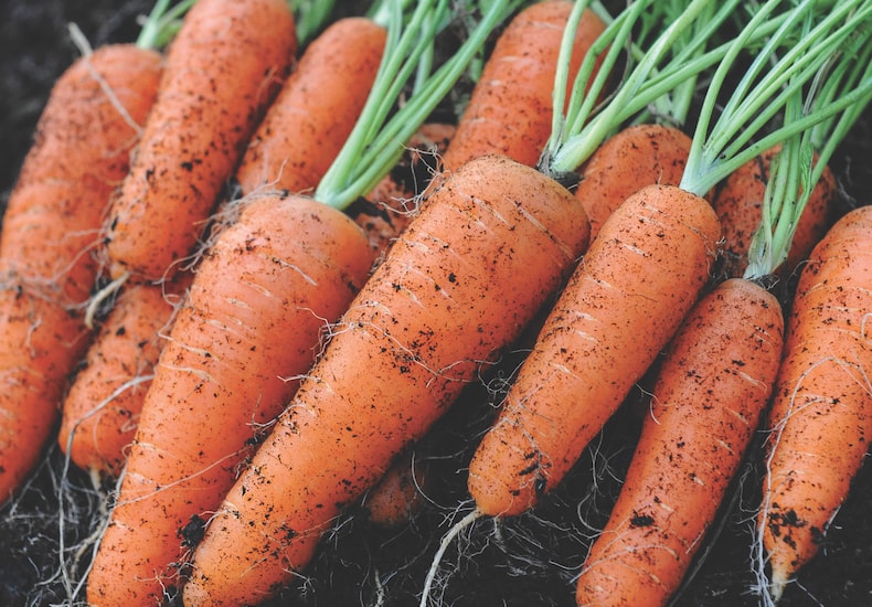 Country Value Carrot Seeds Vegetable Outdoors Garden Sowing 