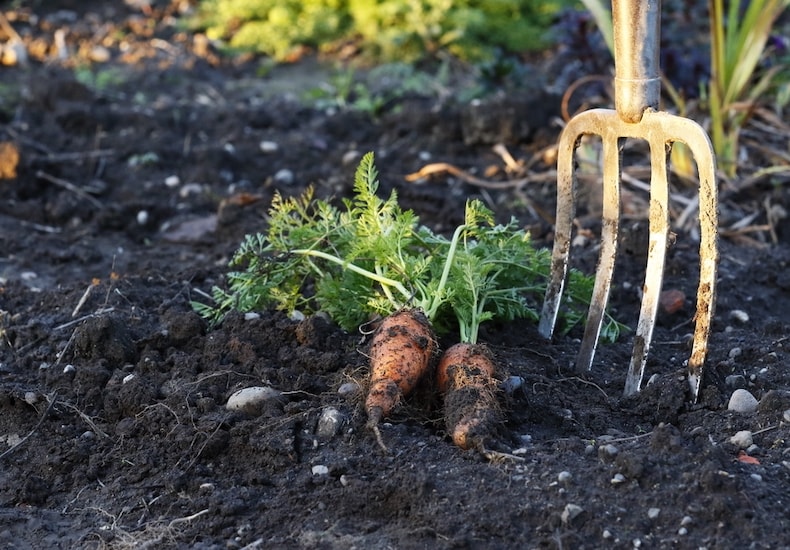 freshly harvested carrots next to a garden fork