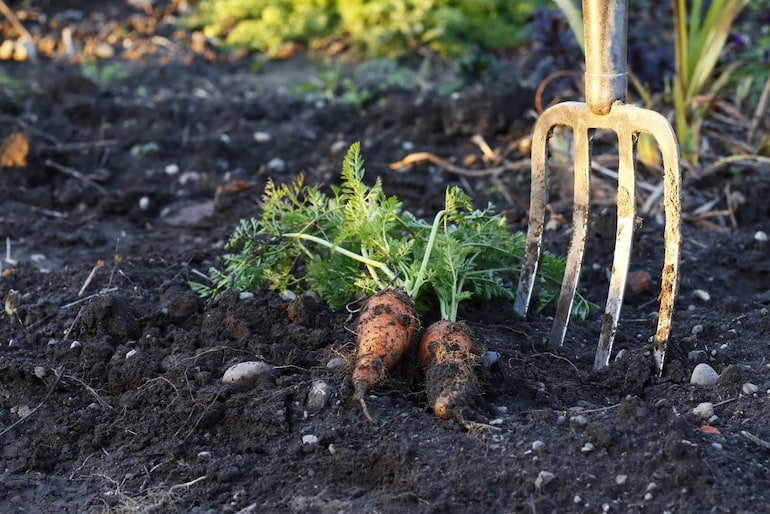 How To Grow Carrots Thompson Morgan