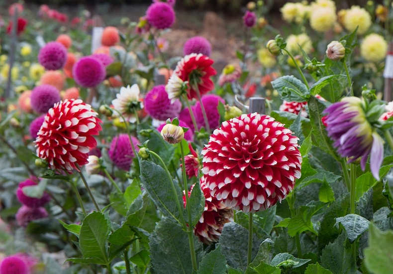 Field of different styles and colours of dahlias