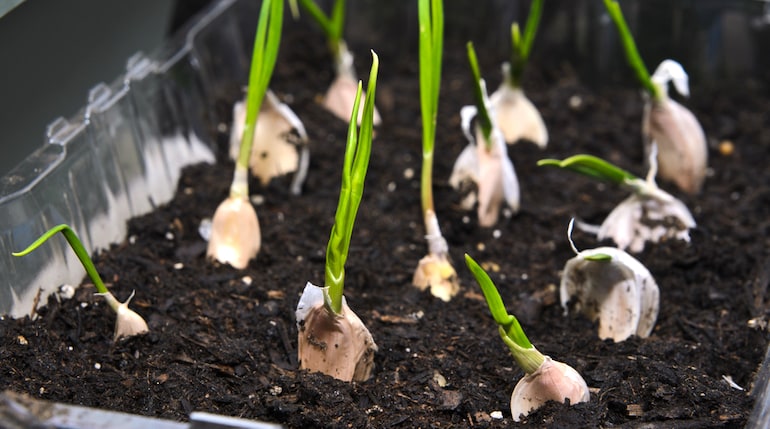 How grow garlic containers